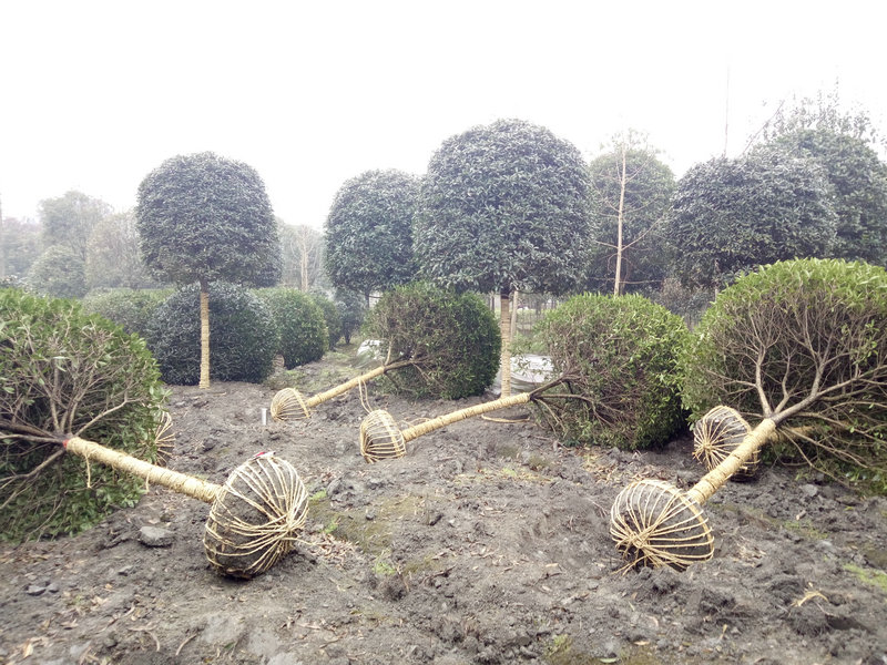 夏天可不可以種植桂花樹嗎?