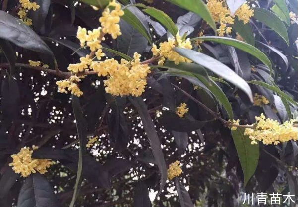 桂花哪種才是最香、最好、最名貴？