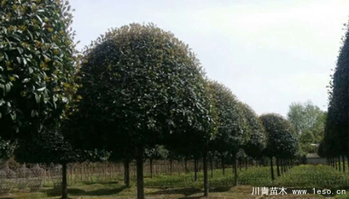 淺談桂花樹的養護方法