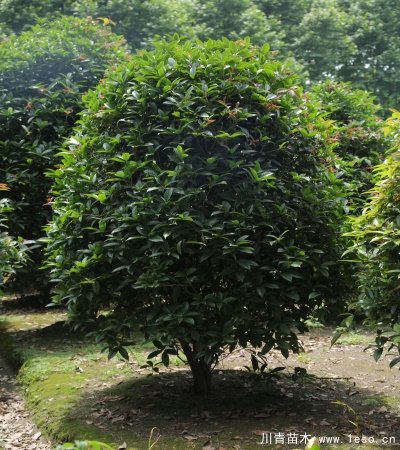 桂花籠子種植技術(shù)「溫江桂花籠子批發(fā)」