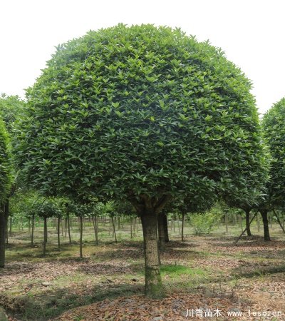 桂花籠子種植技術(shù)「溫江桂花籠子批發(fā)」