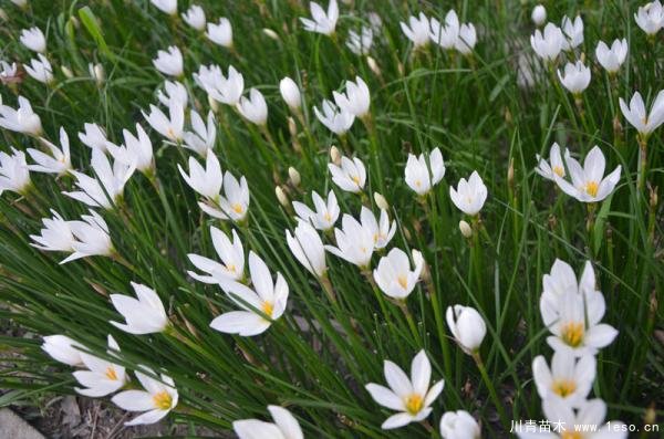 蔥蘭與韭蘭有那些區(qū)別？