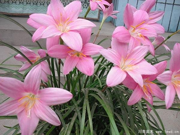 蔥蘭與韭蘭有那些區(qū)別？