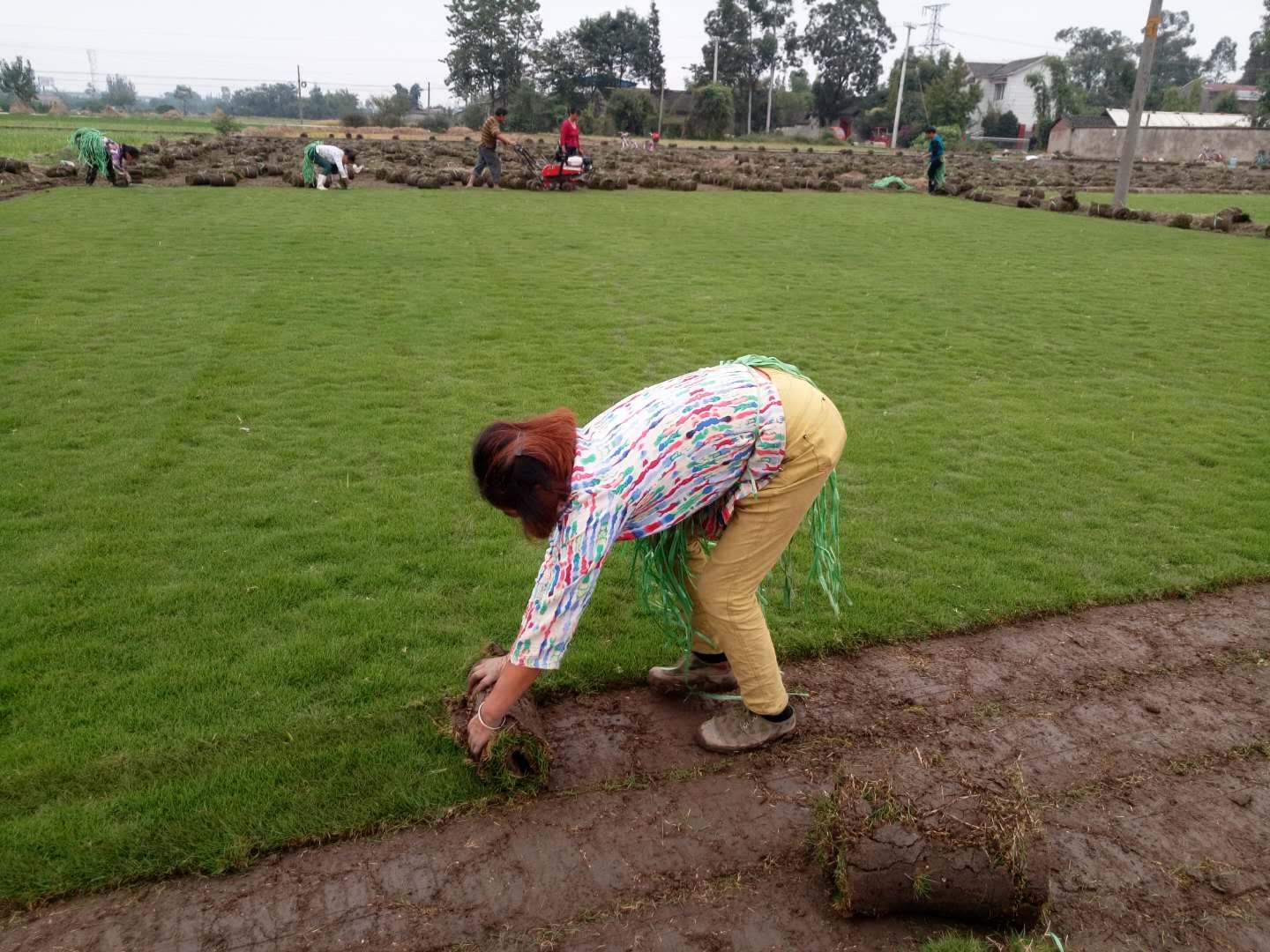 結(jié)縷草是臺灣二號(臺灣草)嗎?