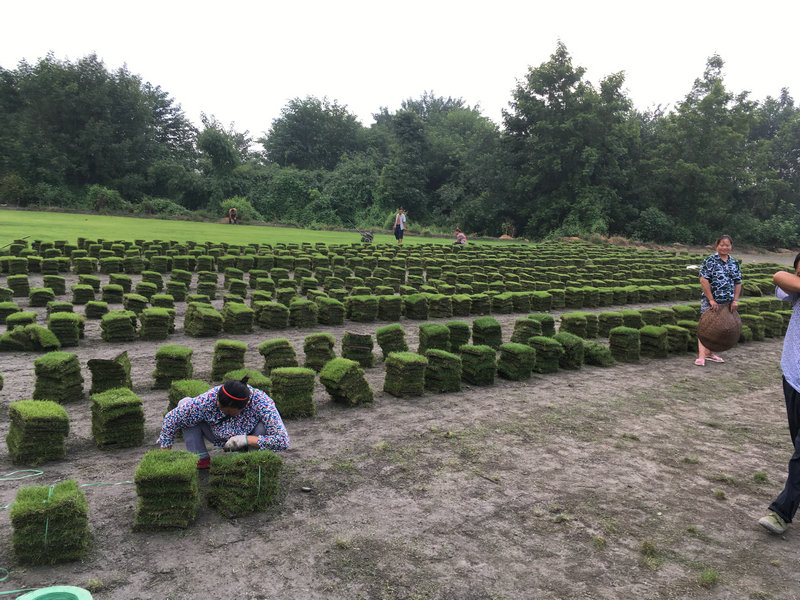 結(jié)縷草是臺灣二號(臺灣草)嗎?