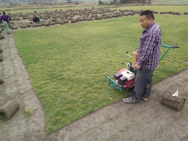 臺灣草與馬尼拉草是否一樣的?馬尼拉草就是臺灣草嗎?