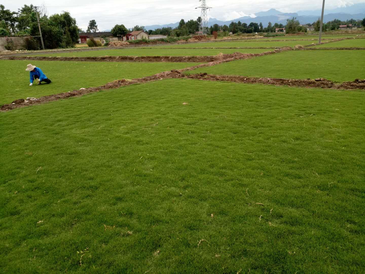 臺灣草與馬尼拉草是否一樣的?馬尼拉草就是臺灣草嗎?