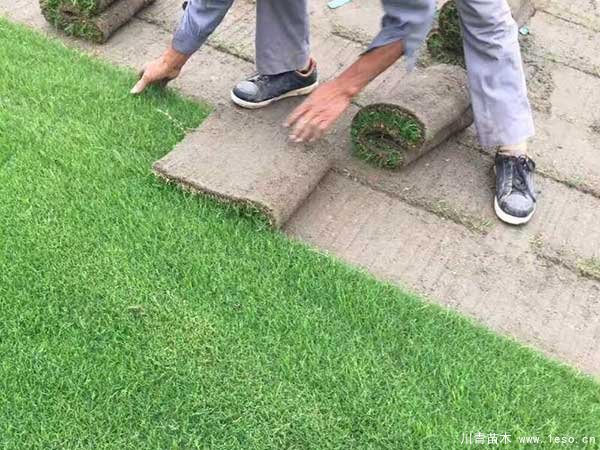 在成都市場(chǎng)臺(tái)灣二號(hào)草坪多少錢一平方？