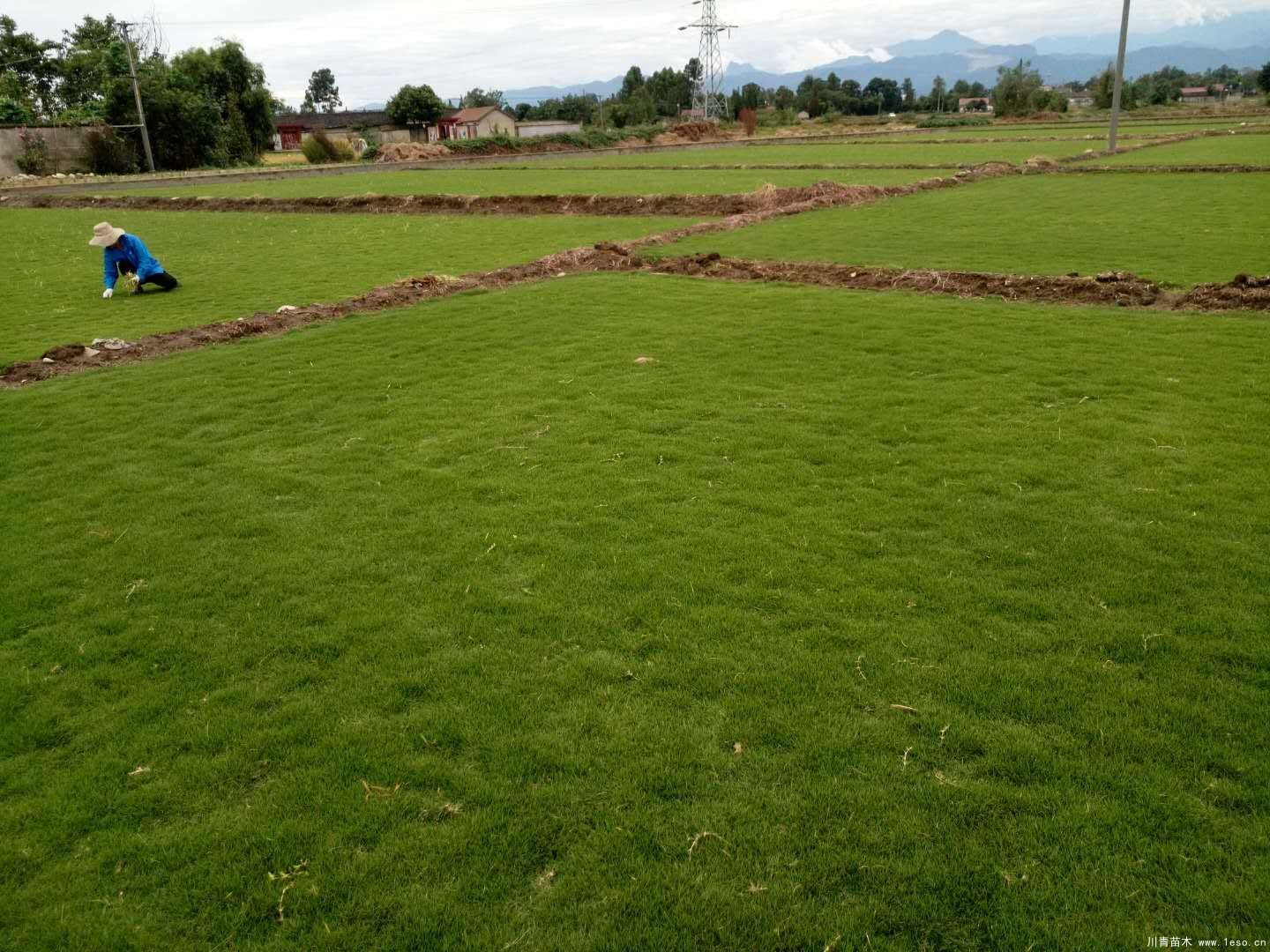 馬尼拉草坪臺灣二號草坪哪個(gè)貴？哪個(gè)好？