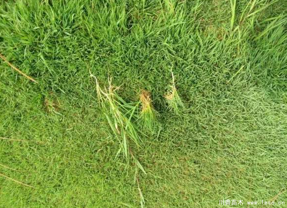 馬尼拉草坪臺灣二號草坪哪個(gè)貴？哪個(gè)好？