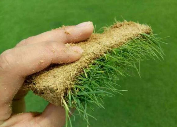 馬尼拉草坪臺灣二號草坪哪個(gè)貴？哪個(gè)好？