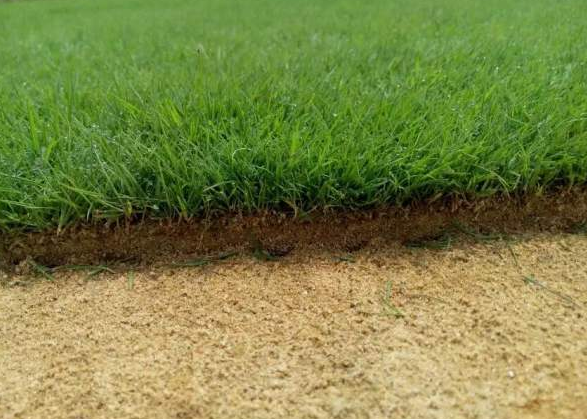 馬尼拉草坪臺灣二號草坪哪個(gè)貴？哪個(gè)好？