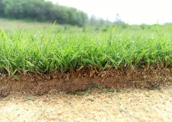 馬尼拉草坪臺灣二號草坪哪個(gè)貴？哪個(gè)好？