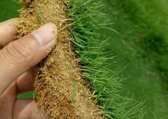 馬尼拉草坪臺灣二號草坪哪個(gè)貴？哪個(gè)好？