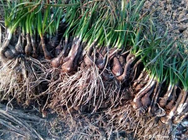 蔥蘭圖片蔥蘭基地實拍 成都溫江蔥蘭小苗多少錢一棵