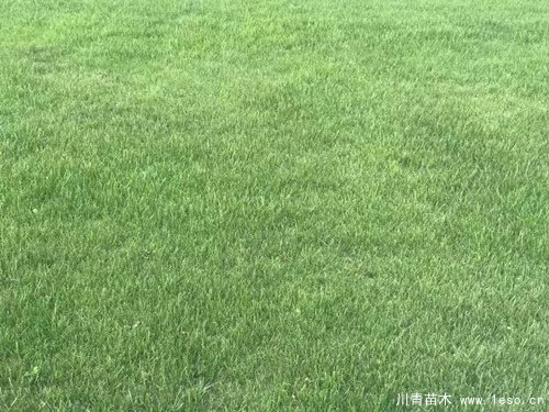 在成都市場(chǎng)臺(tái)灣二號(hào)草坪多少錢一平方？