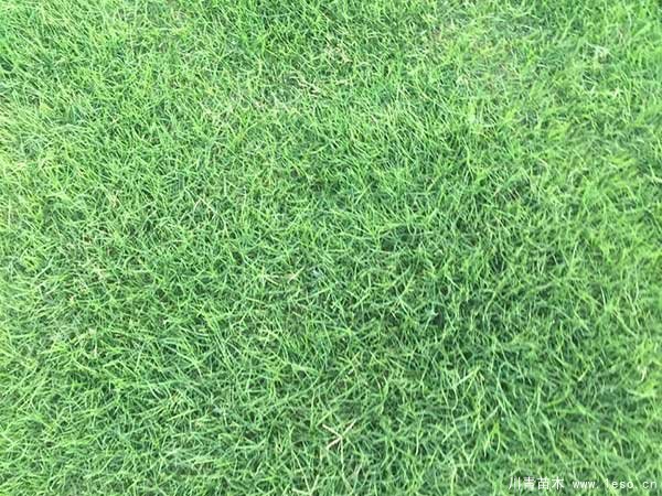 臺灣草跟狗牙根有什么區別？