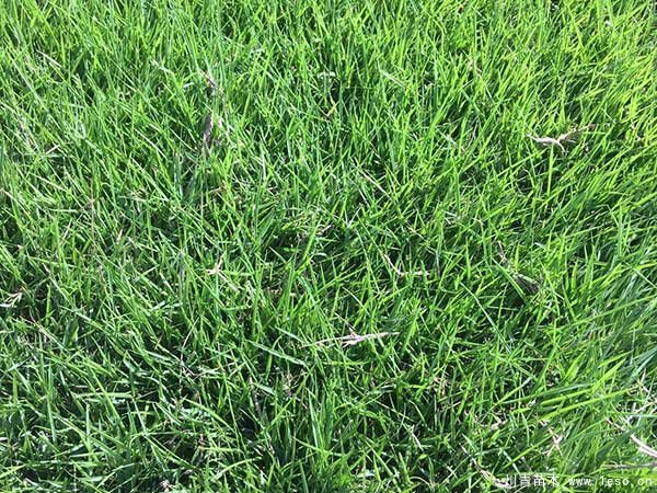 臺灣草跟狗牙根有什么區別？