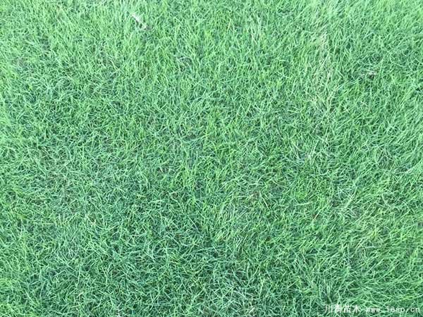 臺灣草跟狗牙根有什么區別？