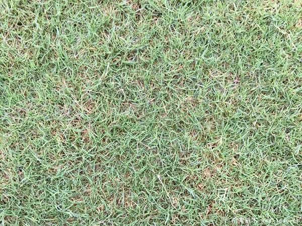 臺灣草跟狗牙根有什么區別？