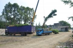 溫江藍花楹發往瀘州