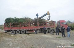 溫江紫薇桂花發往義烏