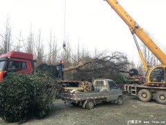 溫江皂角樹發往重慶