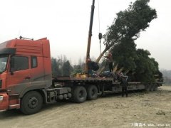 溫江天竺桂發往怒江