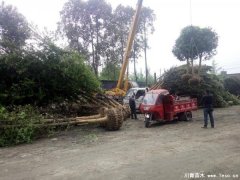 溫江櫻花銀杏發往貴陽