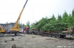 溫江銀杏玉蘭發往西安