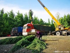 溫江雪松發往隨州