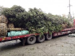 溫江天竺桂發往漢口