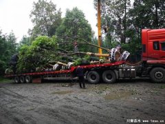 溫江全冠欒樹發往洱源