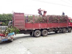 溫江苗木混裝發往運城