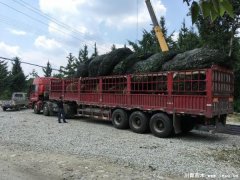 溫江苗木發往宜昌猇亭區