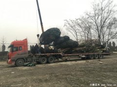 溫江欒樹桂花發往騰沖