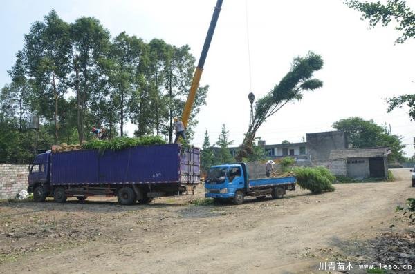 溫江藍花楹發往瀘州