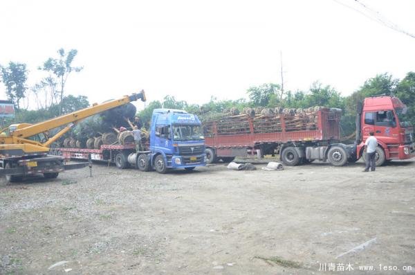 溫江桂花紫薇發往浦東