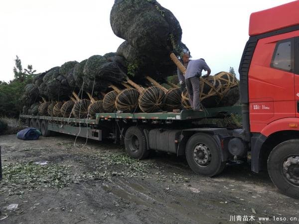 溫江桂花發往駐馬店