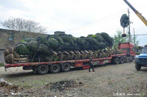 溫江桂花發往駐馬店