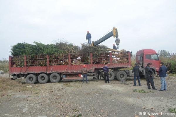 溫江紫薇桂花發往義烏