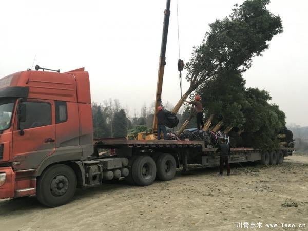 溫江天竺桂發往怒江