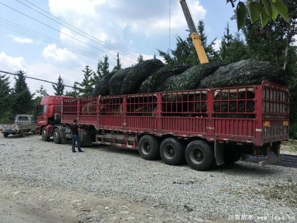 溫江苗木發往宜昌猇亭區