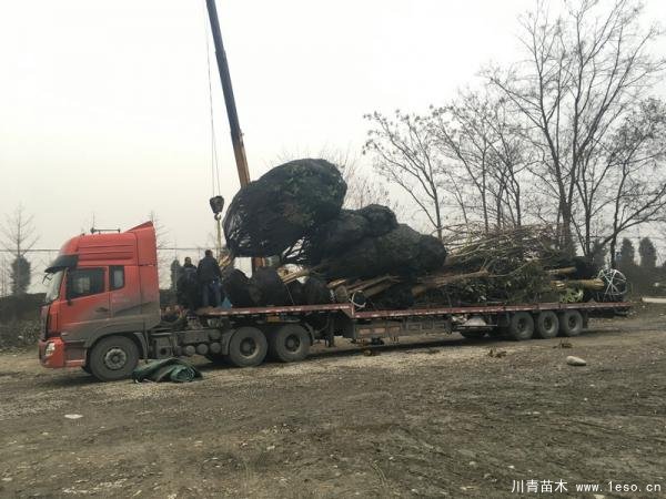 溫江欒樹桂花發(fā)往騰沖