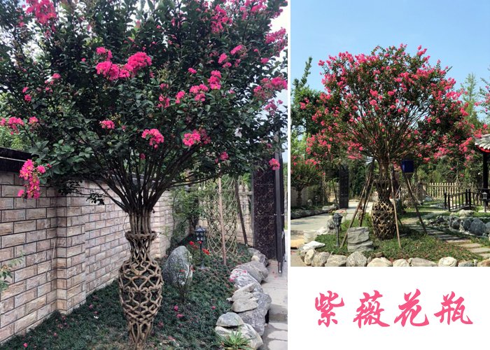 紫薇花瓶造型，沒有十幾年經驗是編不出這樣的藝術品