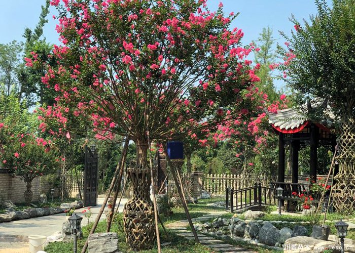 紫薇花瓶價格,1-2米高紫薇花瓶造型多少錢一株