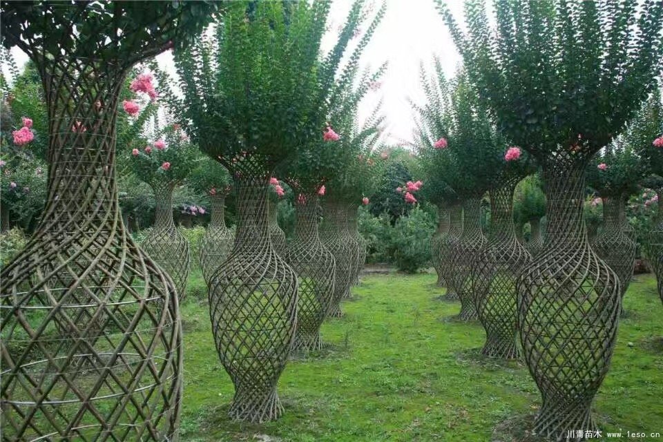 紫薇花瓶價格,1-2米高紫薇花瓶造型多少錢一株