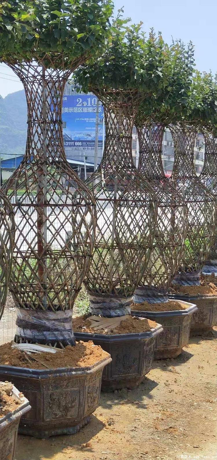 紫薇花瓶價格,1-2米高紫薇花瓶造型多少錢一株