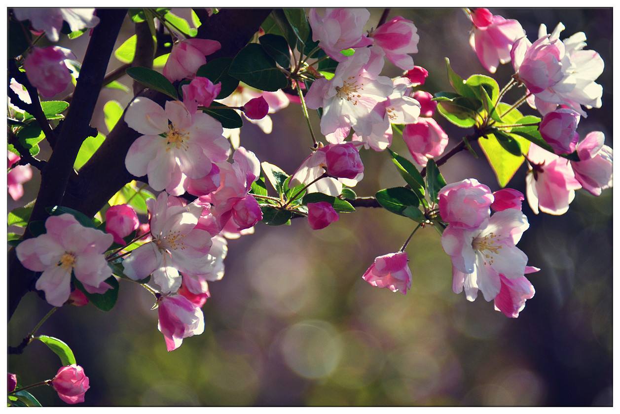 2020年城市全能景觀、綠化用樹「西府海棠」