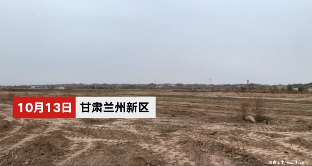 30畝苗木一夜被毀，村民欲哭無淚，施工方：領導要觀摩加班推錯了